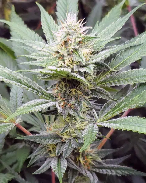 Top 20 Cannabis Strains High in Myrcene for Sleep & Stress Relief 19 Vibrant Jillybean cannabis plant in full bloom, cultivated by TGA Subcool Seeds