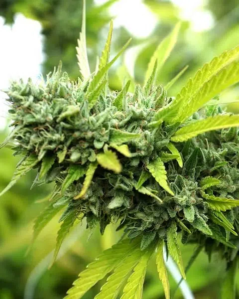 Top 20 Cannabis Strains High in Myrcene for Sleep & Stress Relief 20 Mango Kush cannabis plant with dense, resinous buds and vibrant green leaves