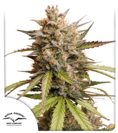 Force Flowering Cannabis Outdoors: A Complete Grower's Guide 20 Macro shot of Melonade Runtz Auto cannabis buds with bright orange hairs and frosty trichomes