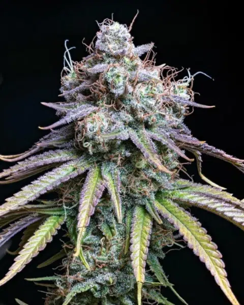 Top 20 Cannabis Strains High in Myrcene for Sleep & Stress Relief 26 Northern Lights cannabis plant in bloom, cultivated by ILGM