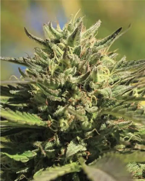 Top 20 Cannabis Strains High in Myrcene for Sleep & Stress Relief 16 Close-up of an OG Kush cannabis plant by Humboldt Seed Co., with bulky, resin-rich buds and broad green leaves under natural light.