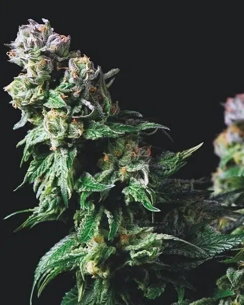 Top 20 Cannabis Strains High in Myrcene for Sleep & Stress Relief 11 Macro image of a flowering Purple Urkle cannabis plant with deep violet buds, orange pistils, and a frosty layer of trichomes.