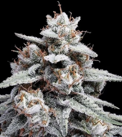 Force Flowering Cannabis Outdoors: A Complete Grower's Guide 23 Skywalker Kush Auto cannabis buds with deep green leaves, orange hairs, and a thick layer of sparkling trichomes