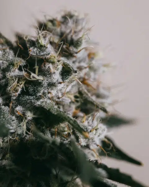 Top 20 Cannabis Strains High in Myrcene for Sleep & Stress Relief 13 Close-up of a flowering Skywalker OG cannabis plant from ILGM, featuring dense, frosty buds with deep green leaves and fiery orange pistils.