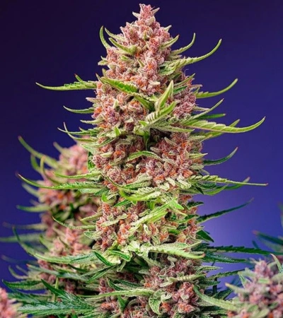 Force Flowering Cannabis Outdoors: A Complete Grower's Guide 19 Close-up of Strawberry Cola Sherbet F1 Fast cannabis buds with vibrant trichomes and purple-red hues