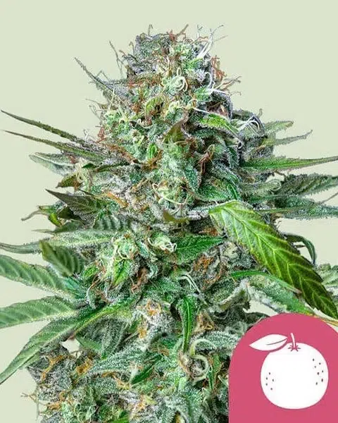 Top 20 Cannabis Strains High in Myrcene for Sleep & Stress Relief 27 Tangie cannabis plant in full bloom, bred by Royal Queen Seeds, with citrus-forward buds and vibrant foliage