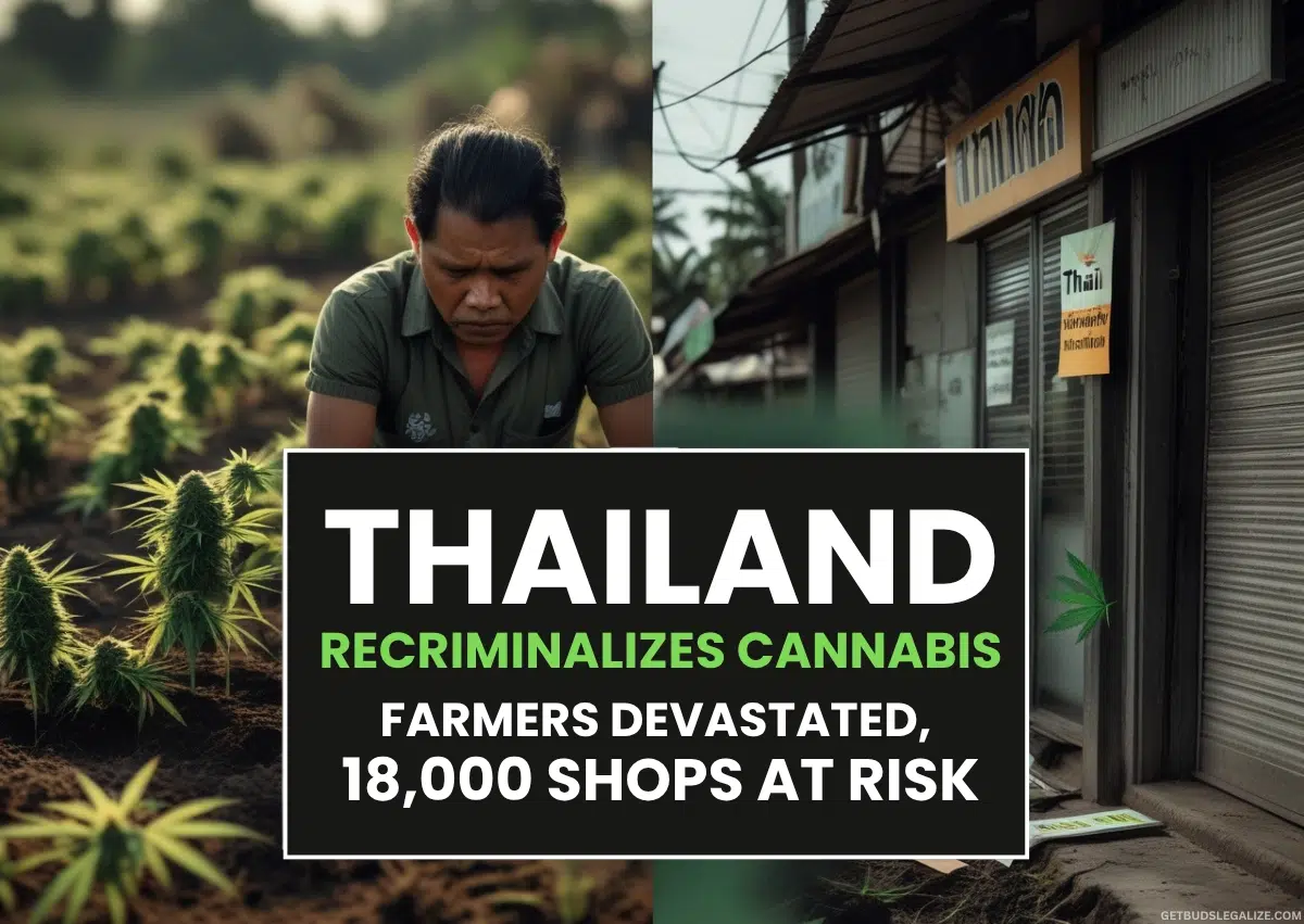 Thailand Recriminalizes Cannabis: Farmers Devastated, 18,000 Shops at Risk