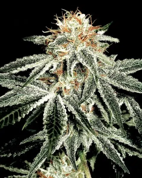 Top 20 Cannabis Strains High in Myrcene for Sleep & Stress Relief 17 Flowering White Widow cannabis plant by Greenhouse Seed Co., with crystal-covered buds, compact structure, and vibrant green leaves under daylight.