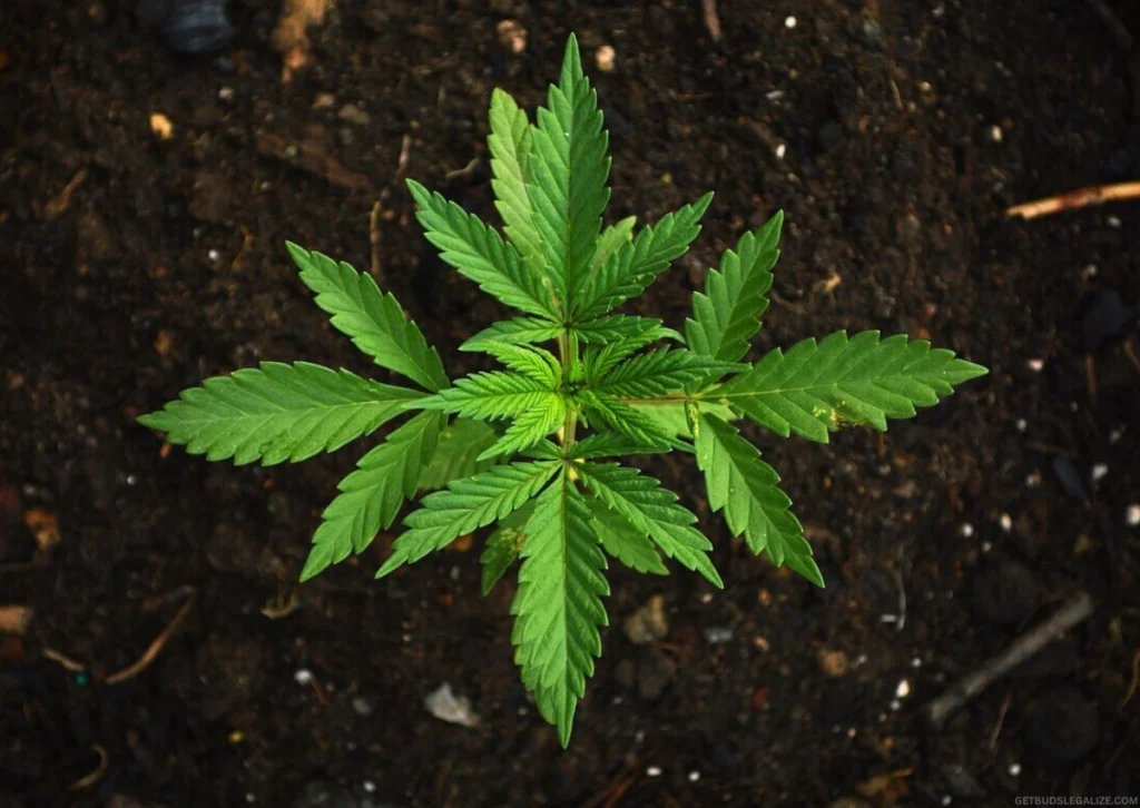 How to Grow Autoflowering Cannabis Outdoors | Complete Grow Guide 16 Close-up of a healthy autoflower cannabis seedling with vibrant green leaves in early growth stage.