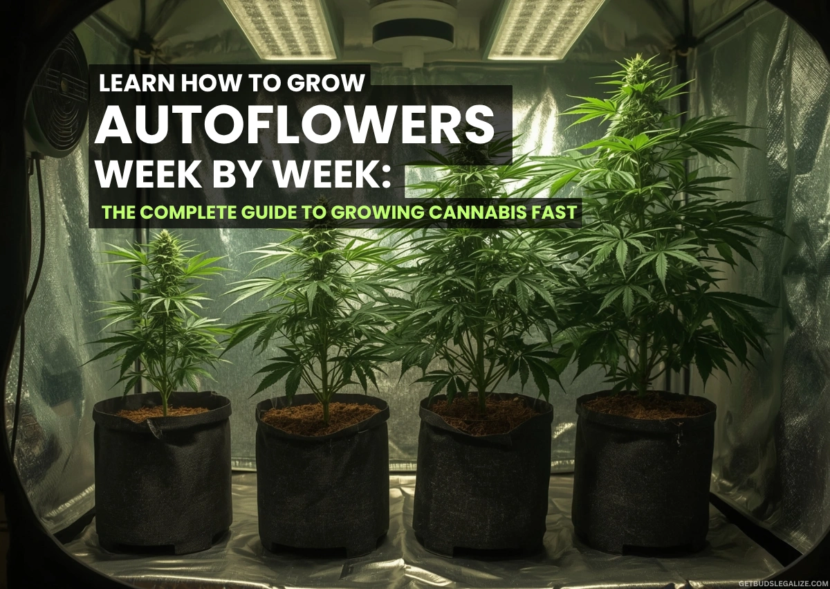 Learn How To Grow Autoflowers Week by Week: Full Grow Guide